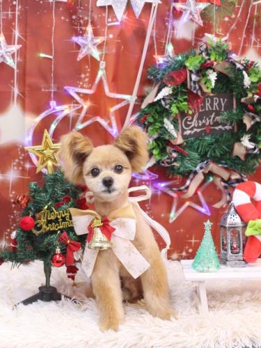 20231228クッキーくん